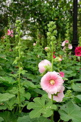 Fototapeta premium Hollyhocks