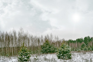 forest in the frost. Winter landscape. Snow covered trees