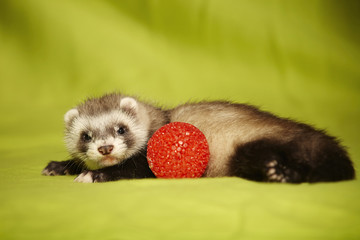 Ferret baby as owner of red toy