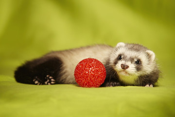 Ferret puppy first game with red toy