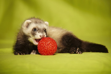 Ferret puppy bites red plastic toy in studio