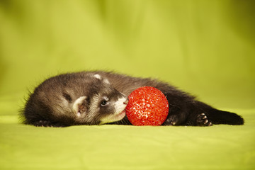 Ferret with interesting toy in studio