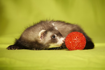 Fototapeta na wymiar Baby ferret portrait with red toy in studio