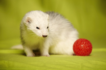 Adult ferret portrait with red toy in studio