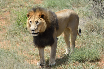 Fototapeta na wymiar Male lion, Namibia