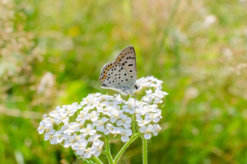 Bläuling auf weissen Dolden, high key