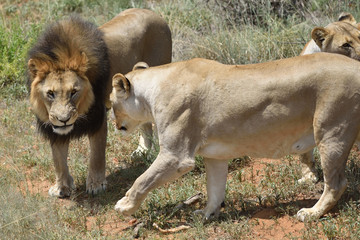 Lions in bushveld, Namibia