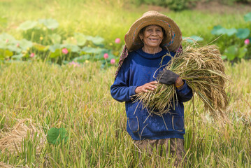 farmers harvesting rice in rice field in Thailand. Smiling woman farmer.