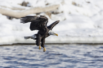 A mature Bald Eagle dropping down to start a fishing run at L&D #14, LeClaire IA.