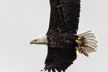 A Bald Eagle with a bloody fresh catch.