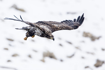 Immature Bald Eagle starting down on a fishing run.