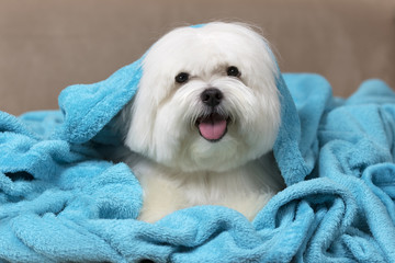 Cute maltese dog wrapped on a blue blanket - obrazy, fototapety, plakaty