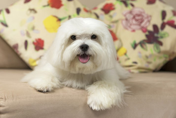 Adorable maltese dog sitting on a couch with colorful pillows on the background