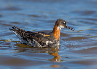 A feeding female Red-necked Phalarope