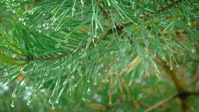 Closeup of tiny water droplets, clinging to the tips of pine needles, shortly after a heavy rain. FullHD 1080p video