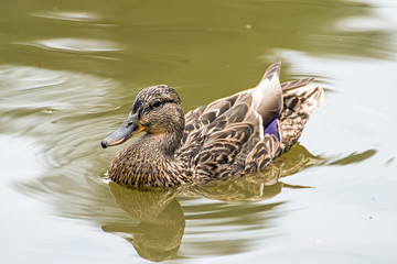 schwimmende Ente auf einem Teich 