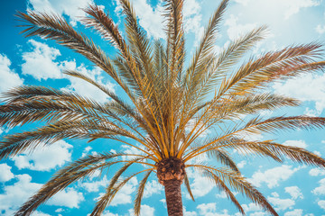 Naklejka na ściany i meble Top of large tropical palm tree with sun flare