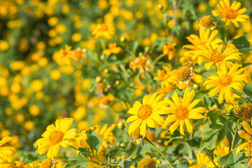 beautiful yellow mexican sunflower field on the hill at Doi mae