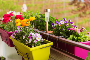 Colorful flowers in pots on the balcony