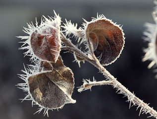 Autumn branches with hoar frost and cobwebs in the rays of the r