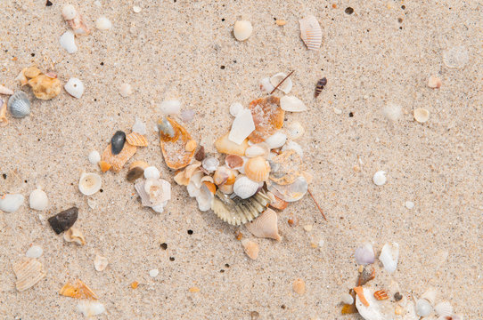 Sea shells on the beach.