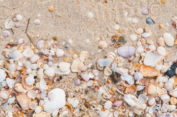 Sea shells on the beach.