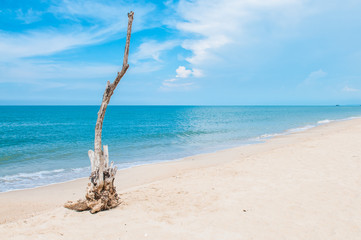 Fototapeta na wymiar Dry tree on the beach.