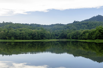 Forest background with reflection in the lake