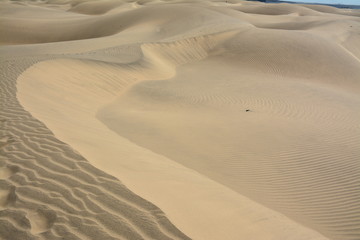 Desert by the sea, sand dunes in Maspalomas, Gran Canaria, Spain