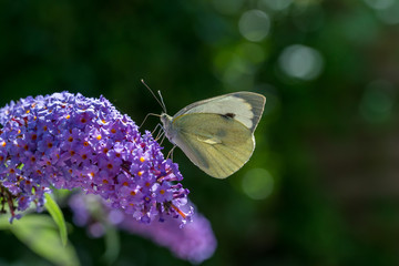 A brimstone butterfly on Lilac flower.