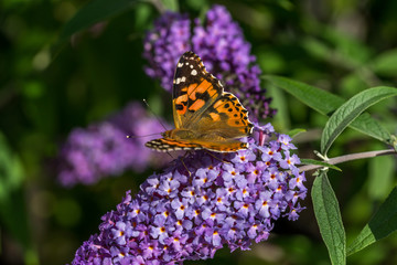 A brimstone butterfly on Lilac flower.