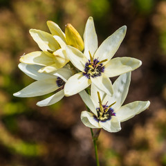 White Ixia