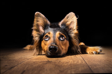 Black brown mix breed dog canine lying down on wooden floor isolated on black background looking up with perky ears while curious watching patient wanting hungry focused begging wishing hoping  - 116809828