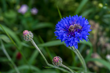 Bee on a blue flower