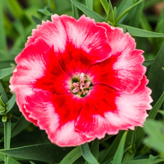 Red Dianthus