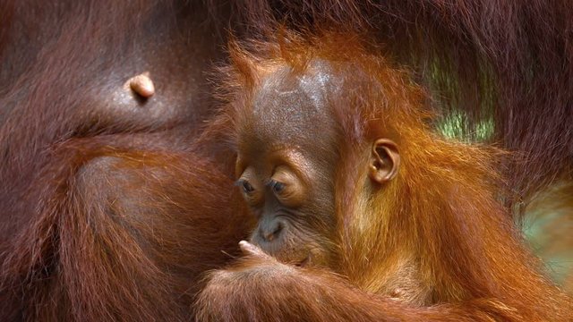 Adorable baby orangutan, sitting beside his mother and snacking on an orange in his habitat. Footage 1920x1080