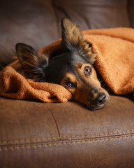 Black and brown mix breed dog lying down under orange blanket on leather couch facing camera while...