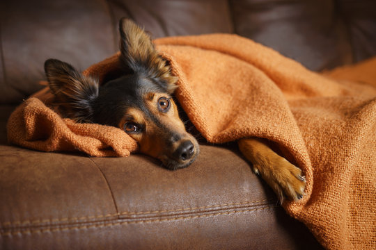 Black and brown mix breed dog lying down under orange blanket on leather couch facing camera while looking bored lonely sick sad guilty pampered spoiled at home