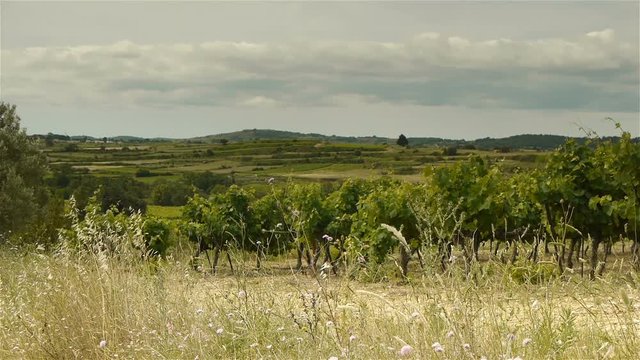 Vineyards at Languedoc France