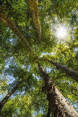 Sunlight in green forest