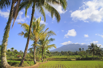 Fototapeta na wymiar Rice field in Indonesia