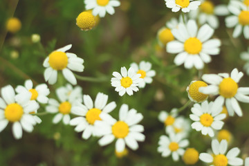 Chamomile