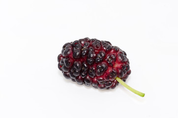 fruit of mulberry