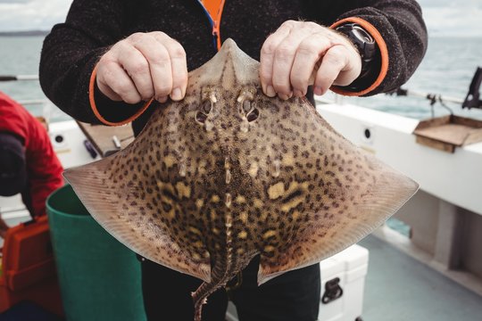 Fisherman holding a ray fish on boat