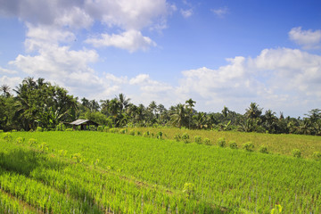 Rice field in Indonesia