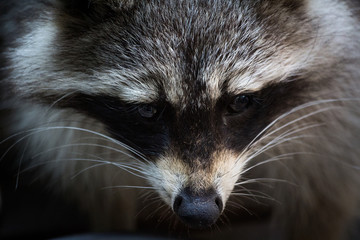 closeup of a raccoon