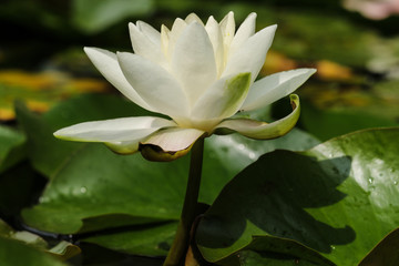 One water lily close up