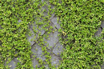 石壁と緑の葉っぱ