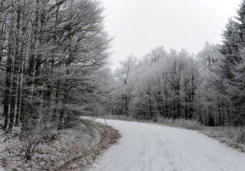 Winter forest road