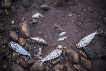 dead fish floated near the river, water pollution.